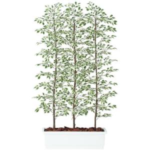 人工観葉植物 ベンジャミナスターライト パーティション 180 natural ポット付き 高さ180cm （P61-91613) （代引き不可）