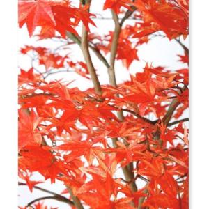 人工観葉植物 ヤマモミジ株立 180 RED ...の詳細画像1