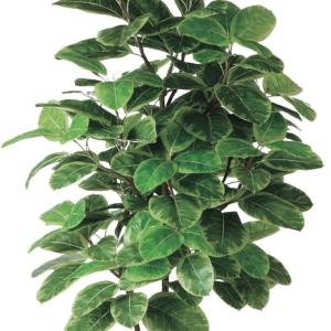 人工観葉植物 アルテシマ 株立 FST 200...の詳細画像1