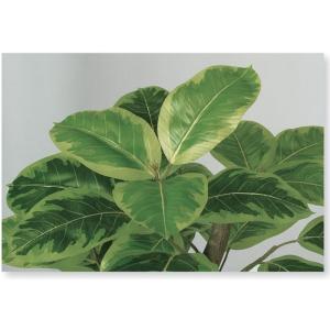 人工観葉植物 アルテシマ 株立 FST 200...の詳細画像2