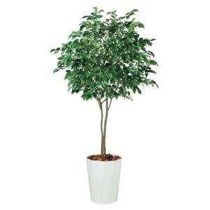 人工観葉植物 ベンジャミン ワイド FST 200 ポット付き 高さ200cm （P56-99120) （代引き不可）