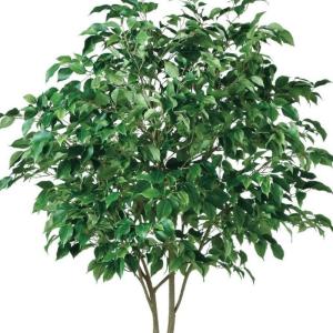 人工観葉植物 ベンジャミン ワイド FST 2...の詳細画像1