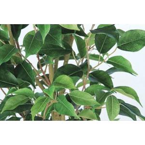 人工観葉植物 ベンジャミン ワイド FST 2...の詳細画像2