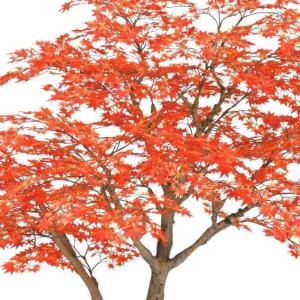 人工観葉植物 ヤマモミジ RED コアッド 2...の詳細画像1