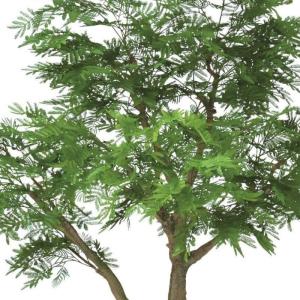 人工観葉植物 エバーフレッシュ コアッド 20...の詳細画像1
