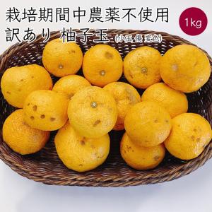 高知県土佐山産 柚子玉 1kg／約10-17個｜ 柚子 柚 ゆず