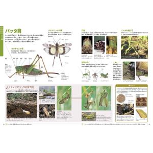 小学館の図鑑NEO[新版]昆虫 DVDつき(収...の詳細画像4