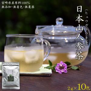 ＜日本山人参茶×10包＞ ヒュウガトウキ ティーバッグ