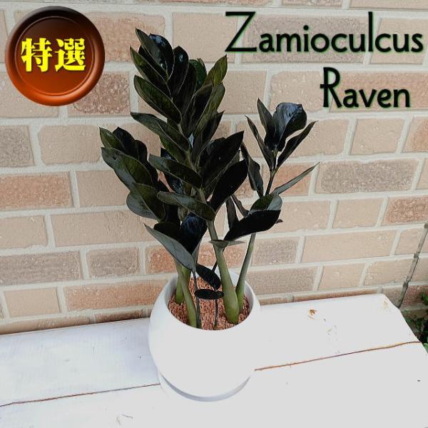 観葉植物 ギフト 誕生日 お祝い 開店祝い 鉢植え スタイリッシュ オシャレ ザミオクルカス 黒葉 ...