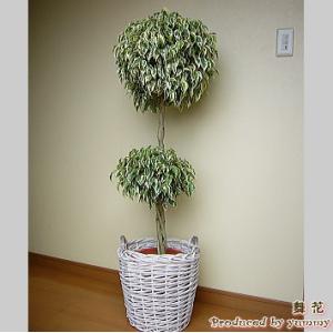 特選ベンジャミン・スターライト　トピアリー　8号鉢カバー付き【クイックお届け】