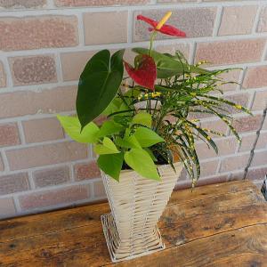お中元 プレゼント 22 開店祝い 誕生日 鉢植え 花 新築祝い 贈り物 観葉植物 アンスリウム クロトン 寄せ植え オシャレ スタンド バスケット 入り Kk 0932 フラワーギフトのヤーミーyahoo 店 通販 Yahoo ショッピング