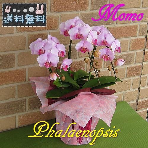 開店祝い 誕生日 花 ギフト お供え お悔やみ 贈り物 プレゼント 存在感抜群 特選 中大輪系 胡蝶...