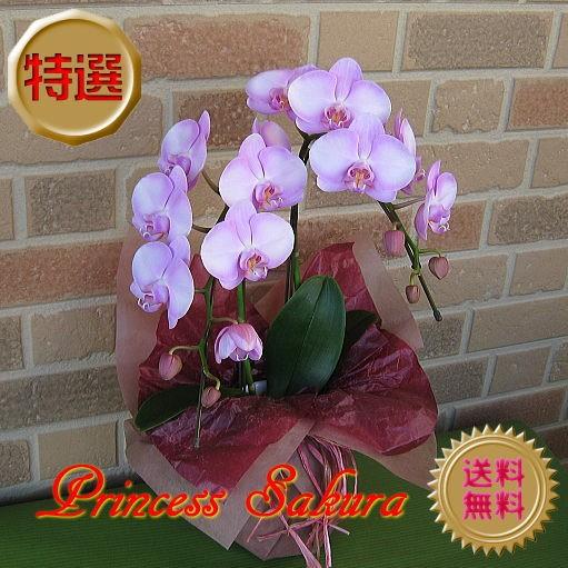 誕生日プレゼントや開店祝い等のフラワーギフトに特選中大輪系胡蝶蘭プリンセスサクラ：2本立ち