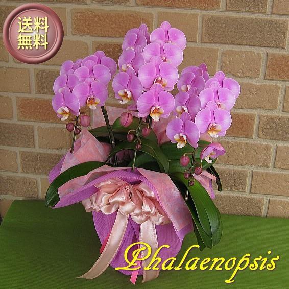 誕生日プレゼントや開店祝い等のお祝いのプレゼントに日持ち抜群のミディ系胡蝶蘭の鉢植え・クララ3本立ち