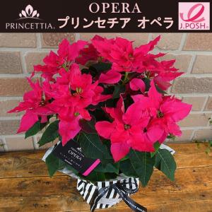 ポインセチア 鉢の商品一覧 通販 Yahoo ショッピング