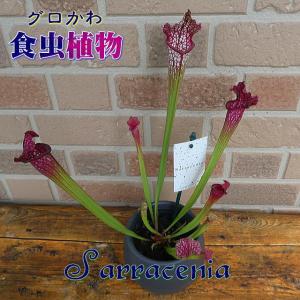 食虫植物 花 プレゼント ギフト 観葉植物 サラセニア レウコフィラ レッド おしゃれ グロかわいい エキゾティック 爽やか トロピカル 鉢植え 4 5号鉢 貯水式 Sr 007 フラワーギフトのヤーミーyahoo 店 通販 Yahoo ショッピング