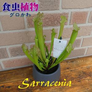 食虫植物 花 プレゼント ギフト 観葉植物 サラセニア レウコフィラ グリーン おしゃれ キモかわいい エキゾティック 爽やか トロピカル 鉢植え 4 5号鉢 貯水式 Sr 010 フラワーギフトのヤーミーyahoo 店 通販 Yahoo ショッピング