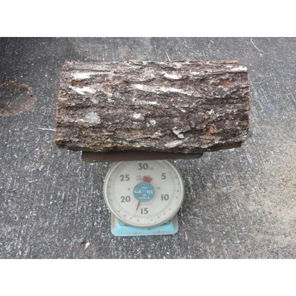 椎茸の成る木 榾木（ほだぎ） 超極太サイズ 約50cm（長）直径20センチ前後：送料福山通運ｊｐ便1...