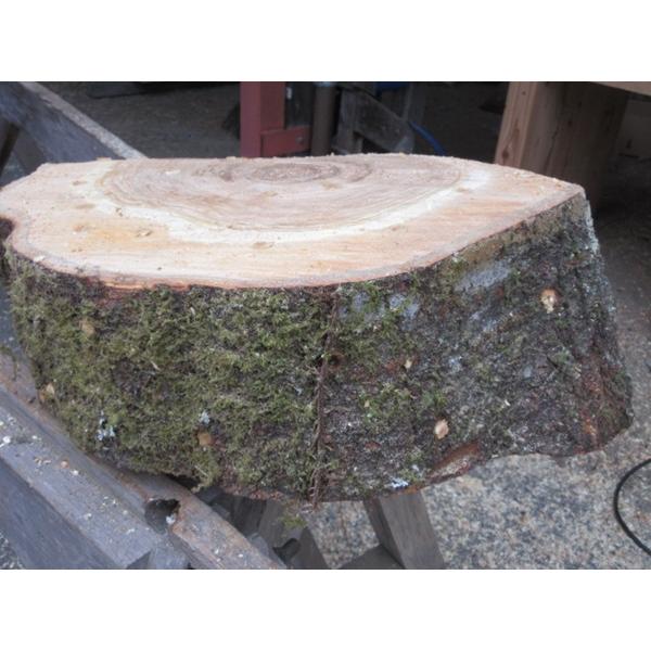 ナメコの成る木 ホダ木 2024年秋発生予定 ソメイヨシノ重箱式大径木：ヤマト運輸　Fサイズ運賃
