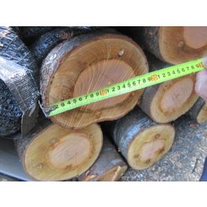 なめこの成る木 原木 山桜 短木 特大サイズ 1本売り　 送料ヤマト運輸 Eサイズ