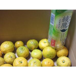 ゆず姫（多田錦） 完熟 種無し・多汁ユズ 20個入り：柚子ジャム：水割り：吸い物に！ヤマトコンパクト便