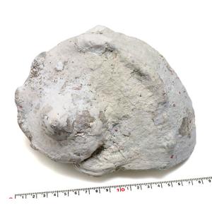 貝殻パーツ】オウムガイ Sサイズ 1個 ハーフカット オウム貝 約