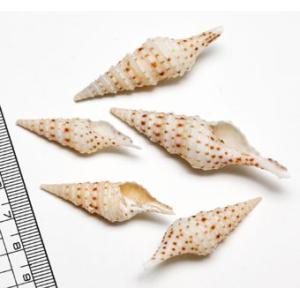 小さな貝殻パーツ サクラガイ 桜貝 さくら貝 : クラフトハウス - 通販