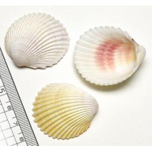 小さな貝殻パーツ】サクラガイ 桜貝 さくら貝 お得パック : クラフト