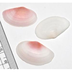 小さな貝殻パーツ】サクラガイ 桜貝 さくら貝 割れ欠け入りお得パック