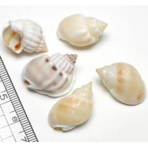 小さな貝殻パーツ サクラガイ 桜貝 さくら貝 : クラフトハウス - 通販