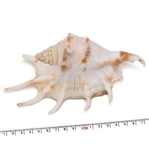 貝殻パーツ】テングニシ ナチュラル 1個 殻皮 フタ付き 写真現品