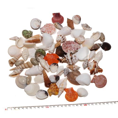 貝殻 袋詰め シェルミックス 中サイズ多め 貝殻ミックス 約330g【2個までゆうパケット配送可能で...