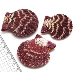 貝殻パーツ】テングニシ ナチュラル 1個 殻皮 フタ付き 写真現品