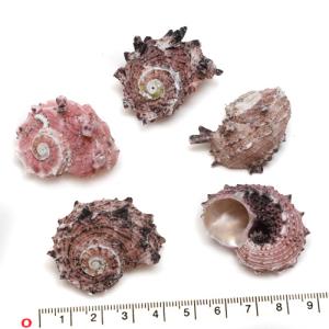 貝殻パーツ】 シャコ貝 ヒレシャコガイ 片面5枚セット 約8-10cm