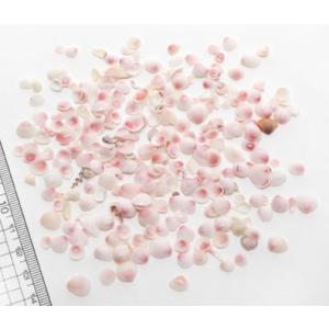 小さな貝殻パーツ】サクラガイ 桜貝 さくら貝 お得パック : クラフト
