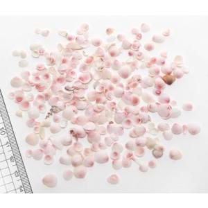 小さな貝殻パーツ サクラガイ 桜貝 さくら貝 : クラフトハウス - 通販