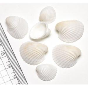 天然 桜貝 さくら貝 貝殻 中2 小1 計 約1kg+57インテリア パーツ 小さな貝殻パーツ】サクラガイ 桜貝 さくら貝 お得パック : クラフト