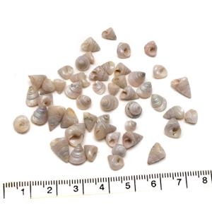 貝殻パーツ】テングニシ ナチュラル 1個 殻皮 フタ付き 写真現品