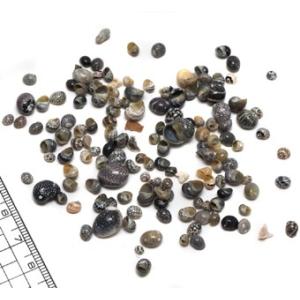 小さな貝殻パーツ】サクラガイ 桜貝 さくら貝 お得パック : クラフト