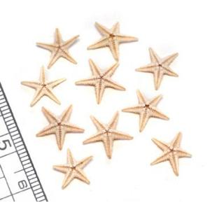 貝殻パーツ】ヒオオギ（ヒオウギ貝） 緋扇貝 2枚合わせ接着加工済 5個