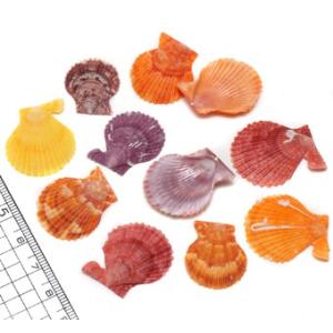 小さな貝殻パーツ サクラガイ 桜貝 さくら貝 : クラフトハウス - 通販