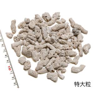 白い貝殻セット ホワイトシェル -ウェディングにも- 〈ゆうパケット便