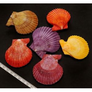 貝殻(貝がら)セット40個 シェルミックス : りゅうか商事 - 通販