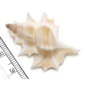 【貝殻パーツ】 マツカワガイ 松皮貝 ２個の商品画像