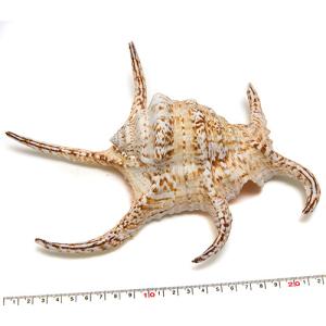 白い貝殻セット ホワイトシェル -ウェディングにも- 〈ゆうパケット便