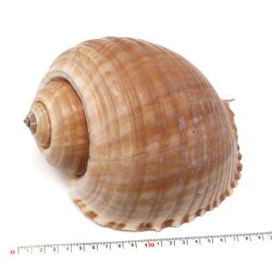 貝殻パーツ】テングニシ ナチュラル 1個 殻皮 フタ付き 写真現品