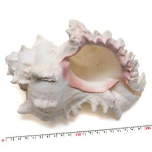 貝殻パーツ】テングニシ ナチュラル 1個 殻皮 フタ付き 写真現品