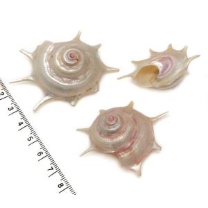 小さな貝殻パーツ】サクラガイ 桜貝 さくら貝 お得パック : クラフト