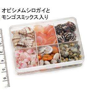 小さな貝殻パーツ】サクラガイ 桜貝 さくら貝 お得パック : クラフト