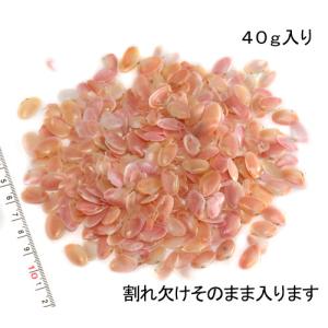 桜貝 種類の商品一覧 通販 Yahoo ショッピング